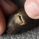 Illustration for article titled A Look at the Extremely Rare—and Extremely Small—Pocket Shark